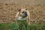 BULLDOG ANGLAIS 213